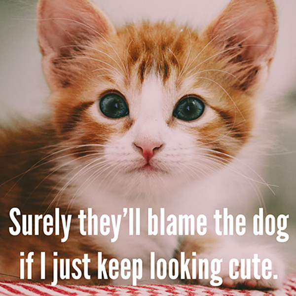 Veterinary Humor: 7 Funny Captions for Stock Cat Photos ...