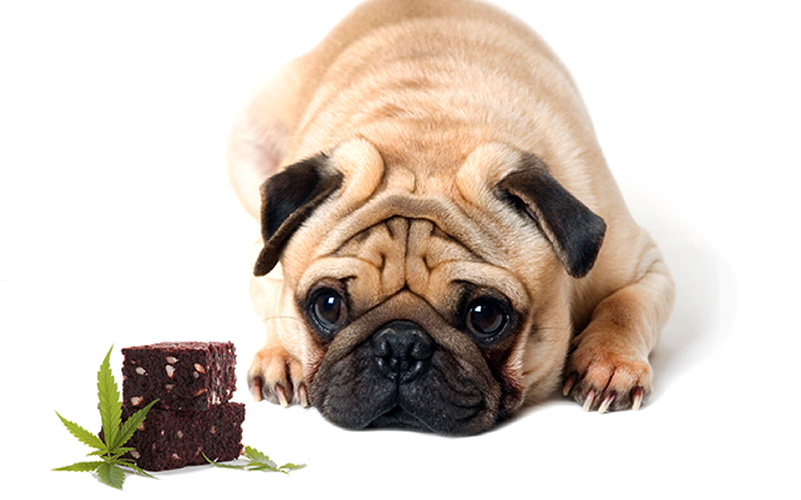 are thc gummies bad for dogs