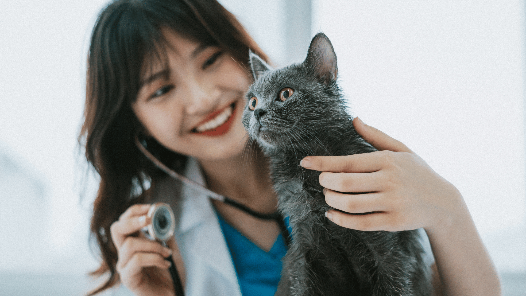 Local SEO Tactics for Veterinarians: Getting Found in Local Searches